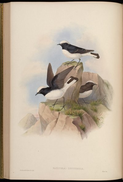 Saxicola leucomela = Oenanthe pleschanka von John Gould